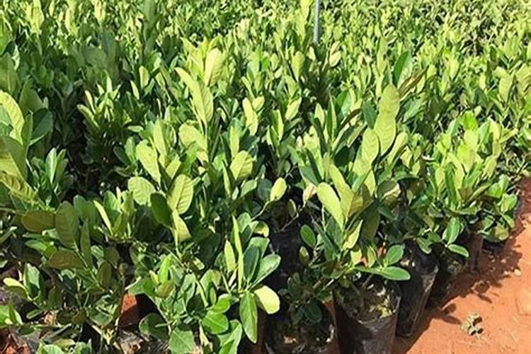 钙镁磷肥测定水溶性磷用硝酸吗