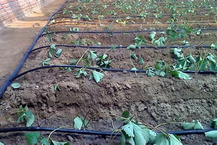 西瓜大棚种植,滴管施肥,一般多久施一次
