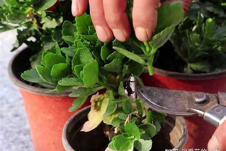 长寿花施什么肥最好