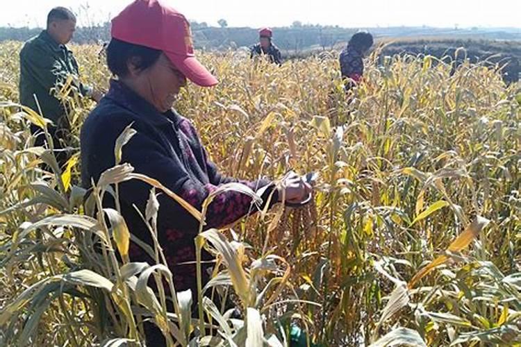 怎样给植物补硒元素