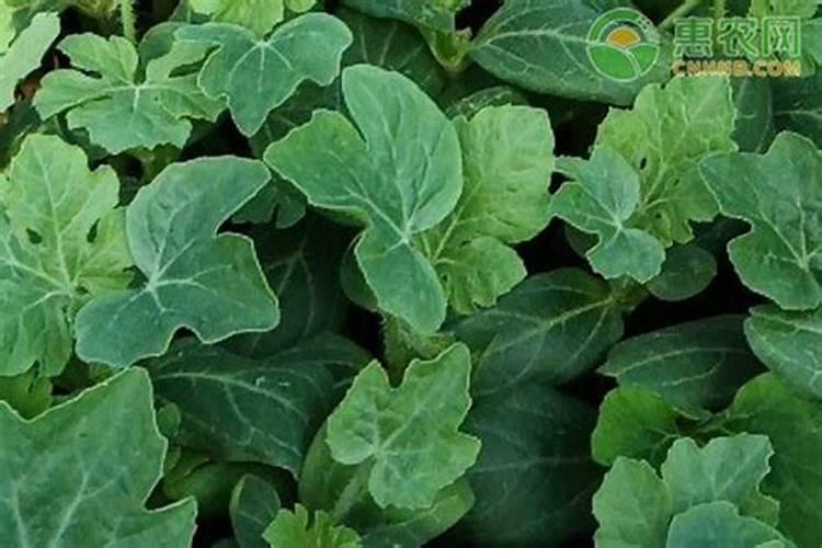 种香瓜用什么肥料最好