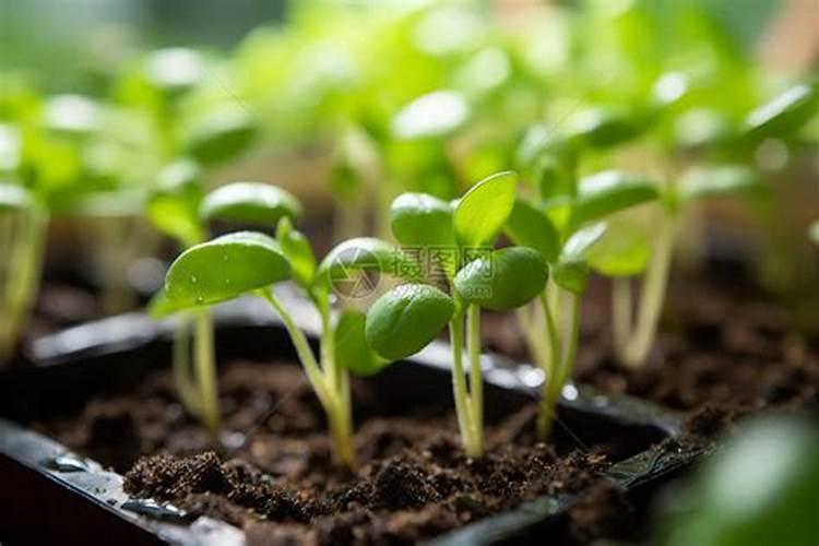 四川绵阳盐亭十大特产