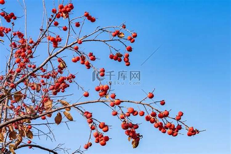 柿子树用什么肥料更好