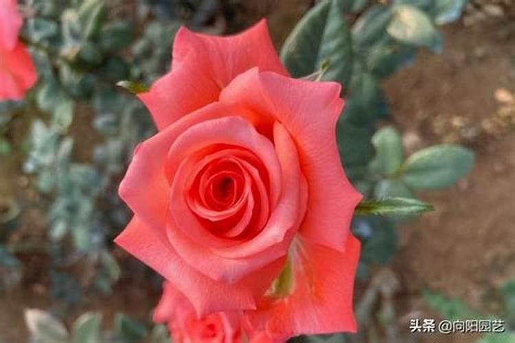 园艺师教学系列之:月季长花苞后的施肥方法