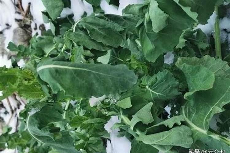 大岩桐花的养殖方法