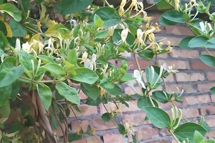 盆栽金银花怎么施肥