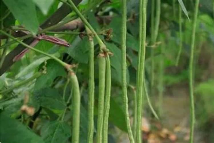 柿子打什么农药不结果