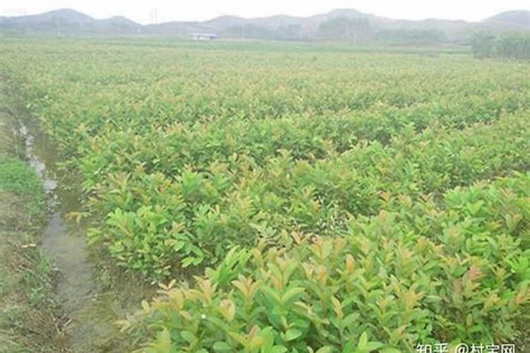 石榴树一年施几次肥