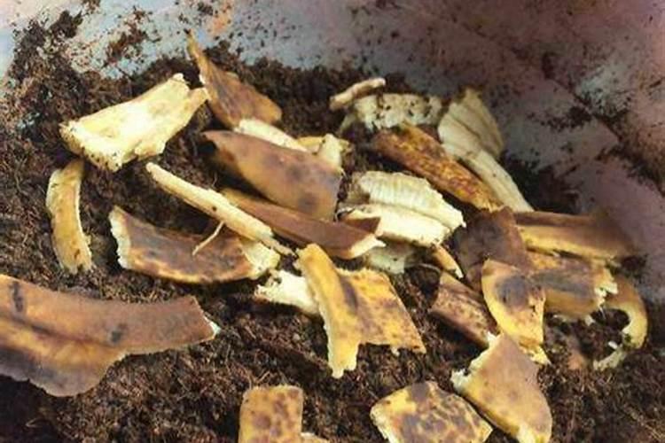 菠萝皮可以当肥料吗？