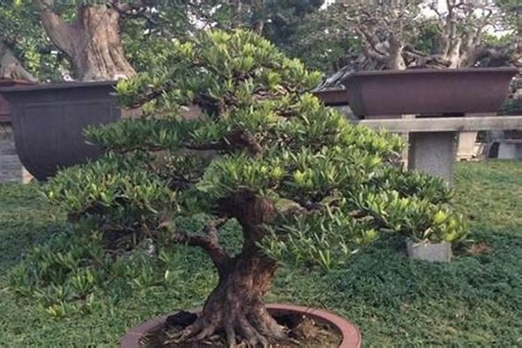 种红薯如何使用钾肥