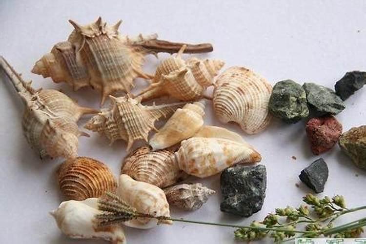 鸡蛋壳是磷肥还是钾肥