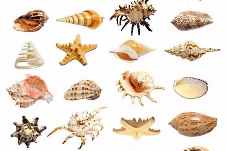 鸡蛋壳是磷肥还是钾肥鸡蛋壳是钾肥还是磷肥