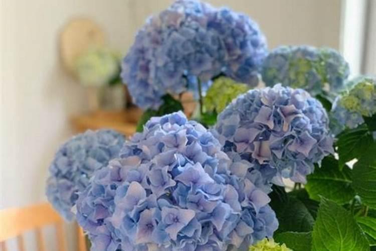 梨树最好三个肥料