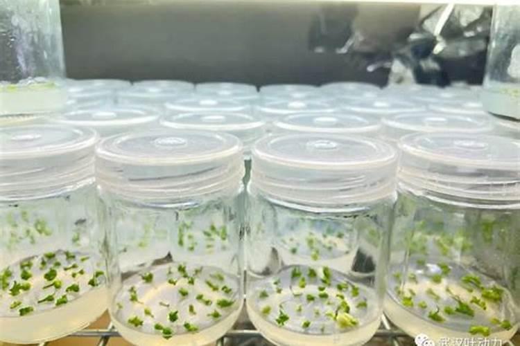 植物组培培养基配方