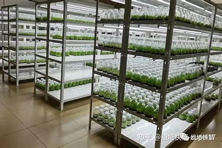 组培中的1/4MS培养基如何配置