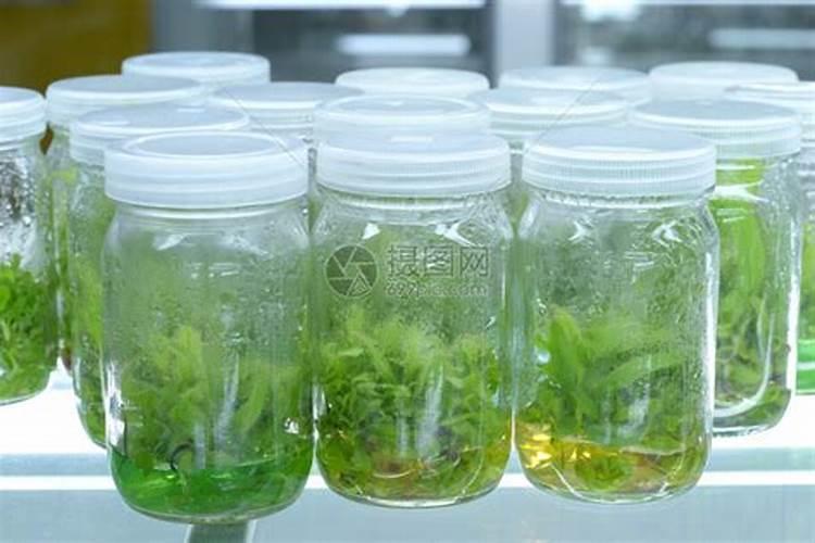 组织培养就是在什么条件下,将植物的茎茎茎短或叶片等,切成小块百度知 ...