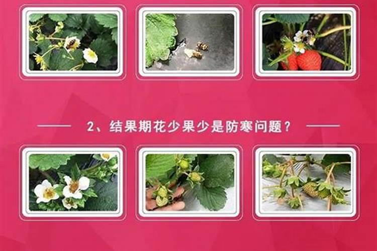 草莓膨大用什么肥料？草莓增甜膨果什么时候用肥比较好？