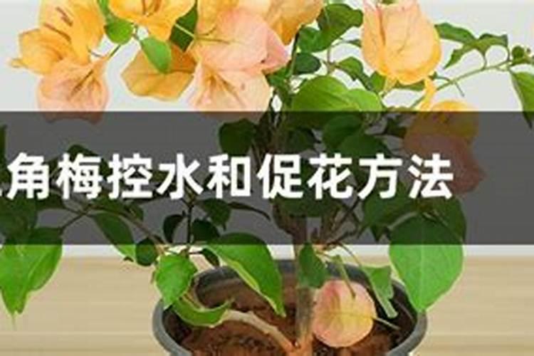 柠檬应该怎么施肥长得快点