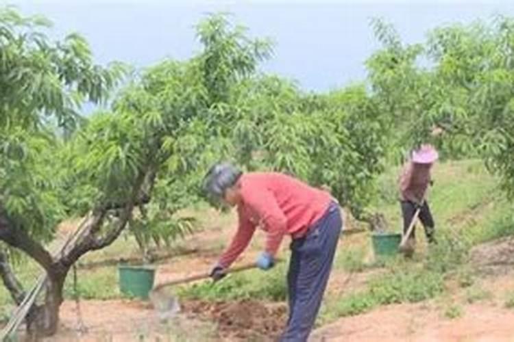 苹果树能用硅肥吗