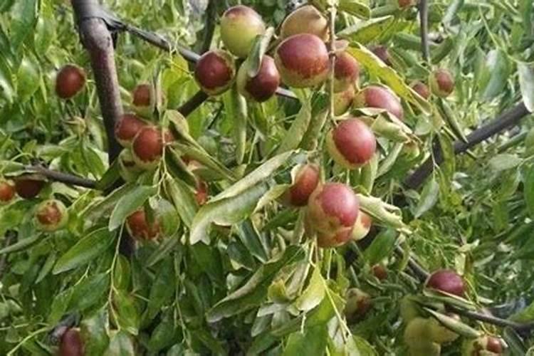 控是氮肥多少钱一袋