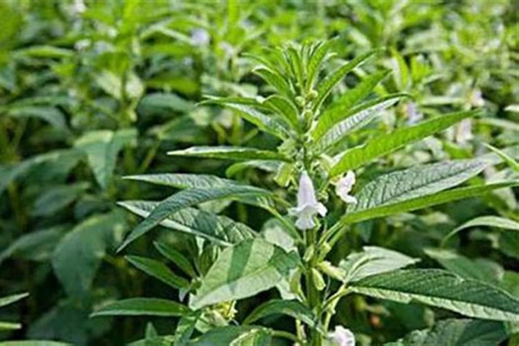 西藏少见之物是什么