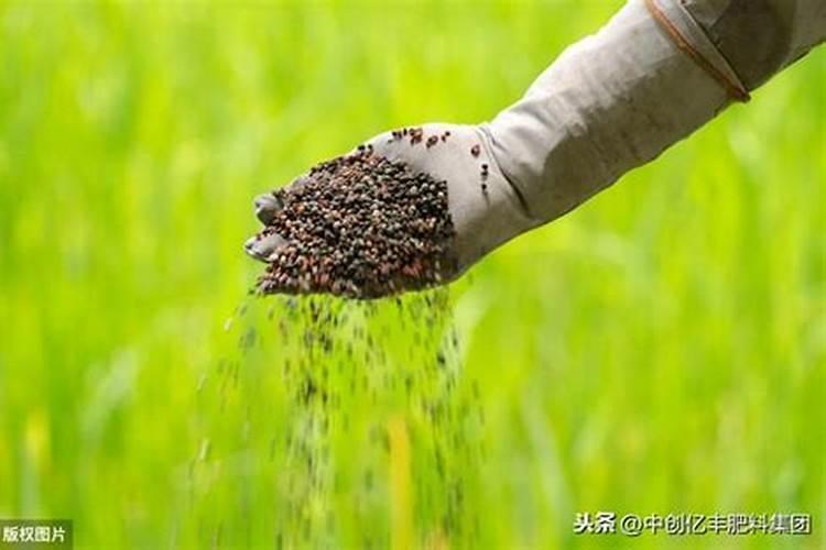 水里的,什么植物