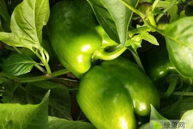 磷酸二氢钾怎么兑水给文玩葫芦浇