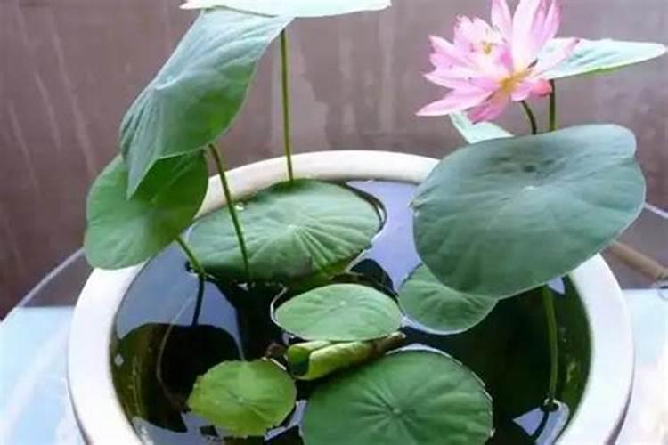 如何给荷花施肥