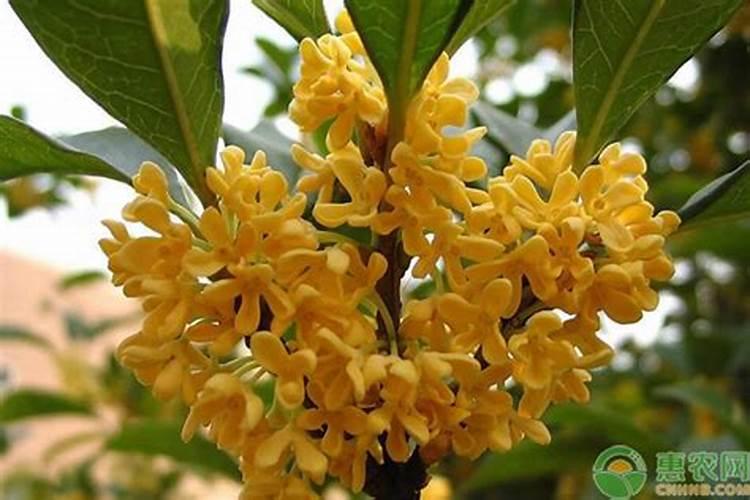 种植玉米时,需要施几次肥？一株玉米施多少呢？