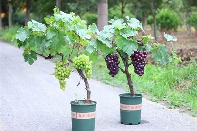 玉米幼苗多久浇一次水