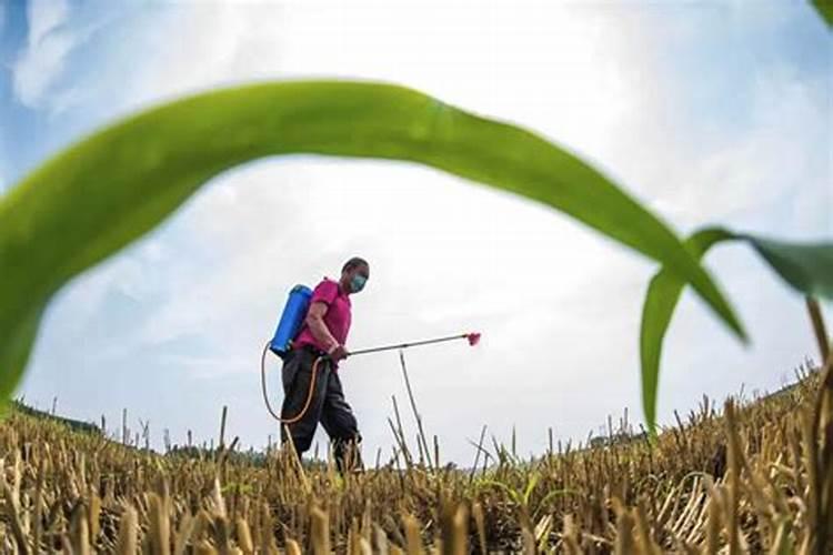 小麦眼花的时候可不可以打药
