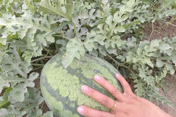 西瓜专用肥配方是？