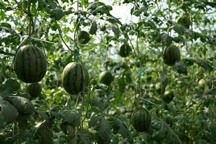 西瓜结果期专用肥是什么肥料？西瓜膨大期上什么肥料好？