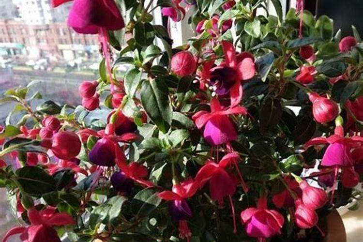 小麦控释肥与小麦控失肥哪种肥料好