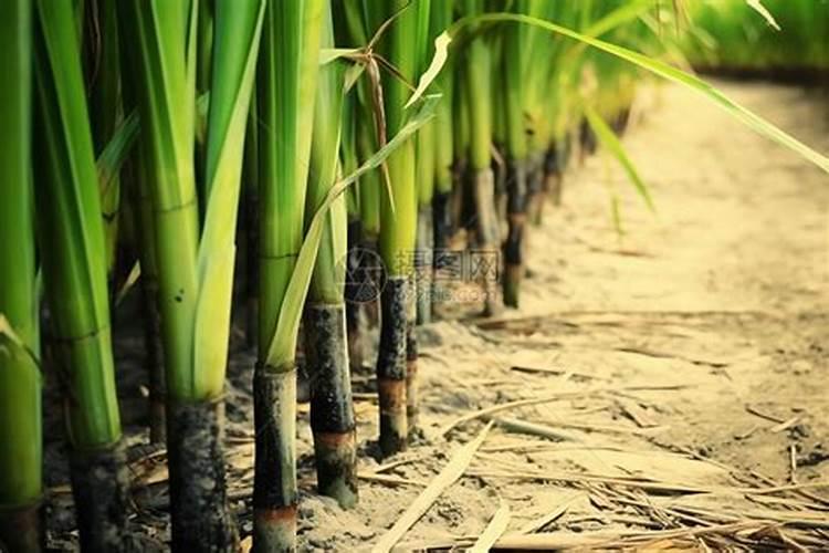 什么是永业生命素？永业生命素是叶面肥吗？