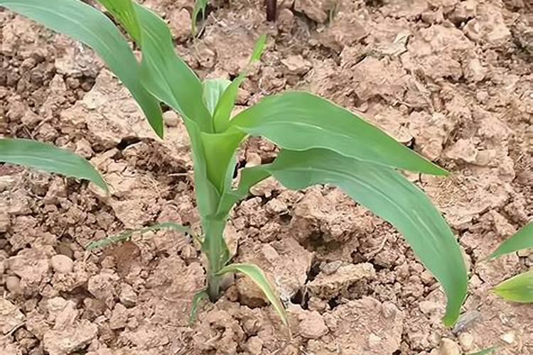 玉米几个叶追肥最佳时期