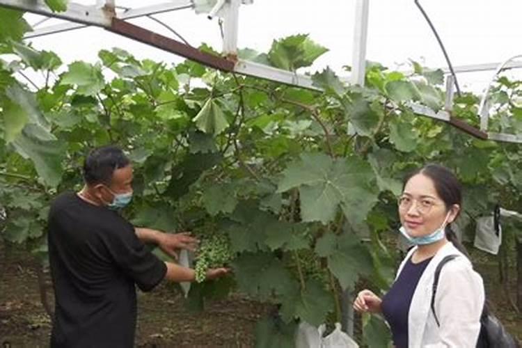 水稻施用氮肥过量有何危害