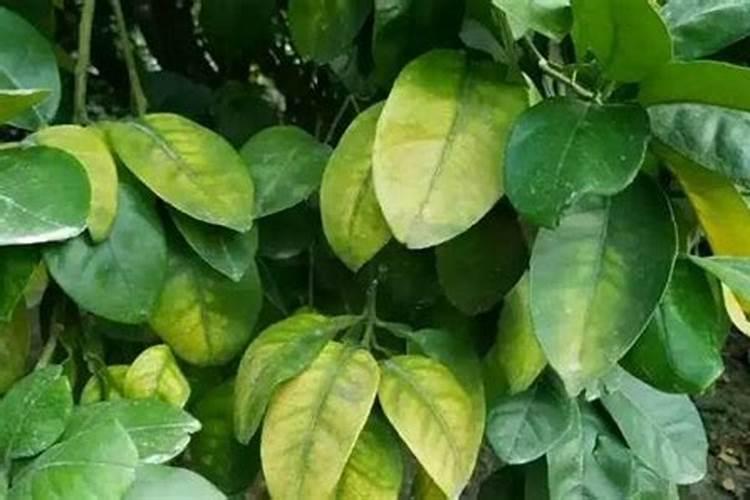 钙和镁对花卉生长有什么重要作用？