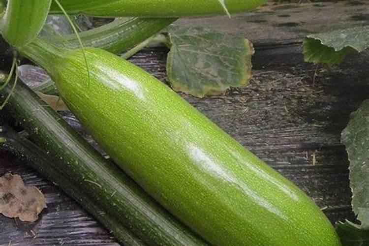 西葫芦喷什么叶面肥结果多？西葫芦用什么肥料可以果实膨大？