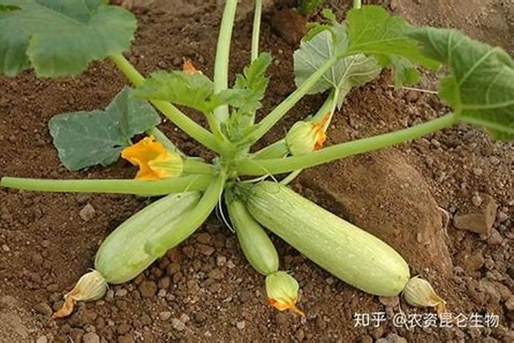 西红柿开花期如何浇水施肥