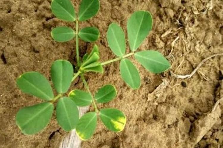 种花生怎样施底肥？