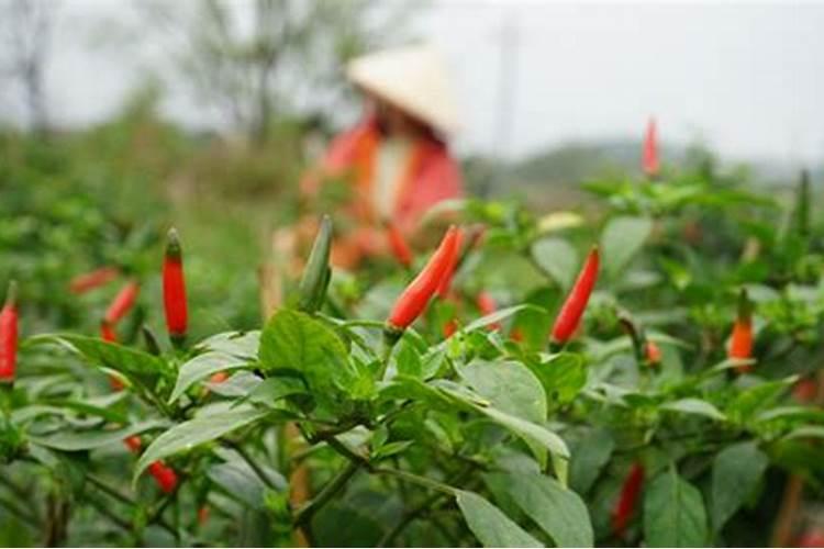 12月份元胡地能用草甘膦除草吗