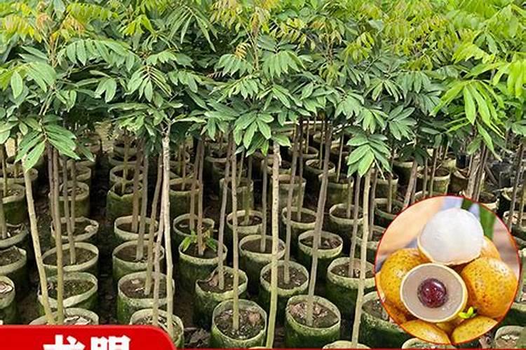 果树什么时候施肥料最好