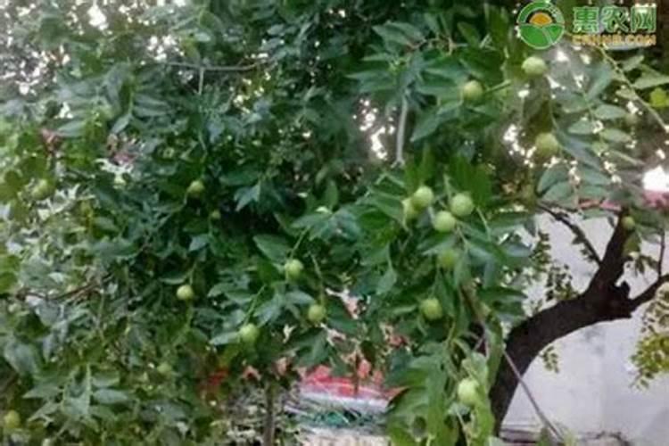 果树最佳施肥时间表？