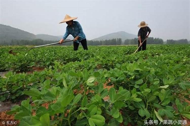 醚菌酯和乳油芸苔素内脂打红果树可以吗？