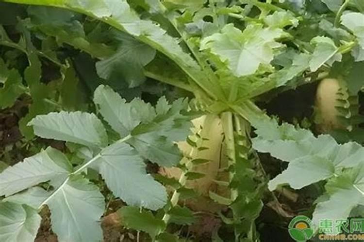 无土栽培技术萝卜苗烂是咋回事