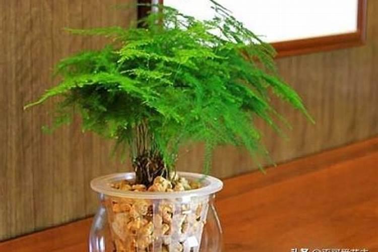 为什么文竹不开花