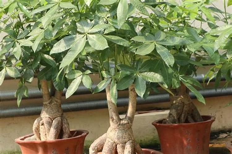 蔬菜缺硼会出现哪些症状？