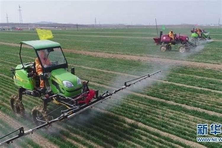 油菜什么时候喷叶面肥花卉百科