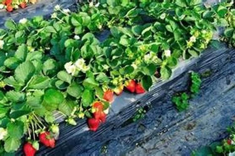 草莓旺长怎么办 提高磷钾肥的施用比例